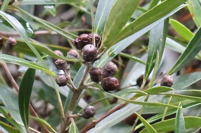 Tristaniopsis laurina