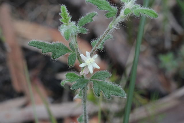 Xanthosia pilosa