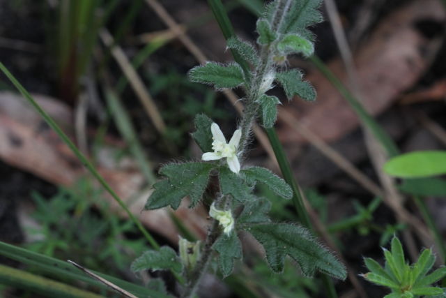 Xanthosia pilosa