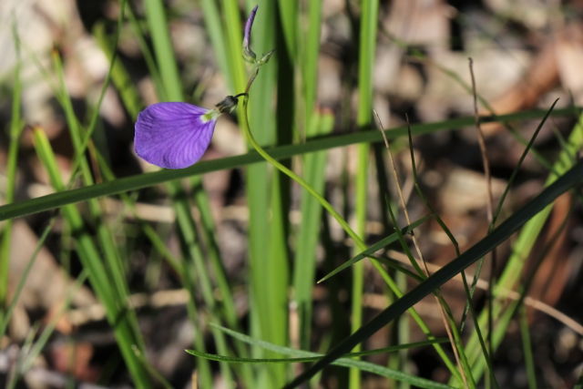 Hybanthus monopetalus