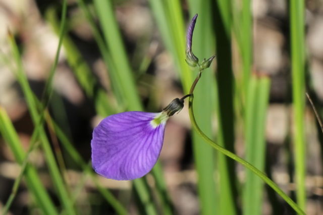 Hybanthus monopetalus