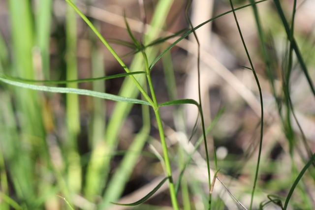 Hybanthus monopetalus