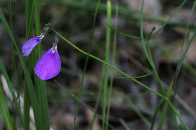 Hybanthus monopetalus