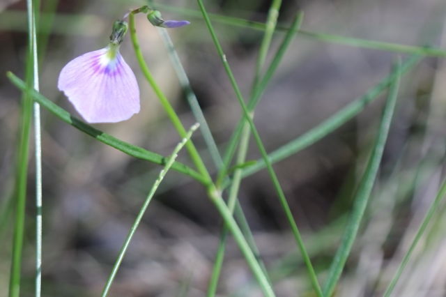 Hybanthus monopetalus