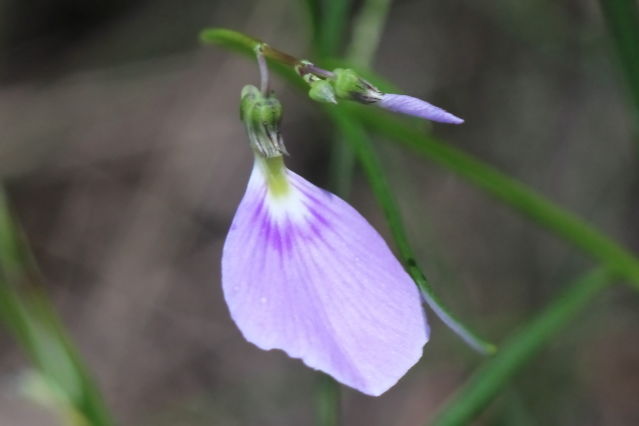 Hybanthus monopetalus