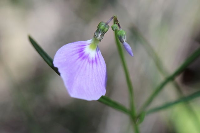 Hybanthus monopetalus