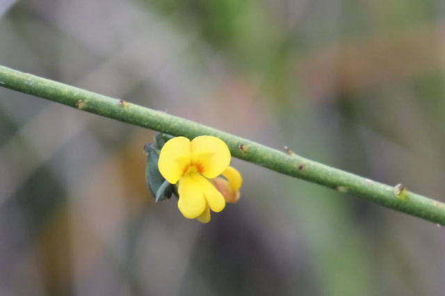 Sphaerolobium vimineum