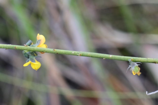 Sphaerolobium vimineum