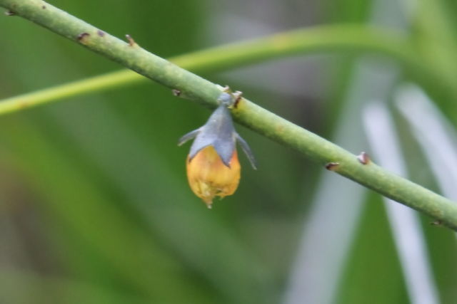 Sphaerolobium vimineum