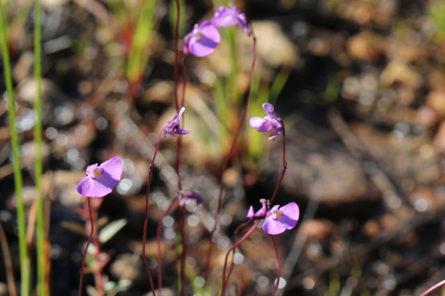 Utricularia uniflora