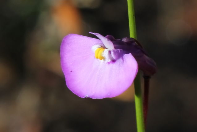 Utricularia uniflora