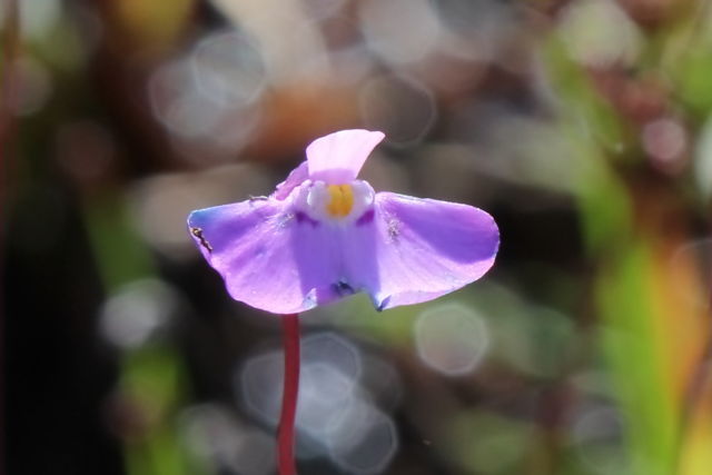 Utricularia uniflora