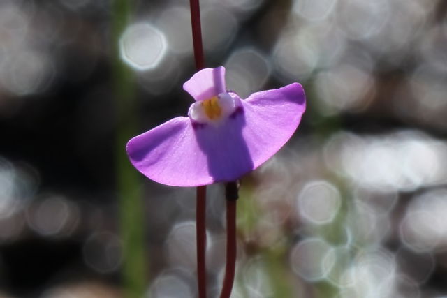 Utricularia uniflora