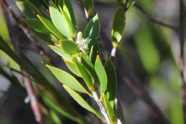 Leucopogon esquamatus