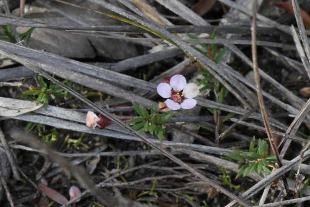 Euryomyrtus ramosissima