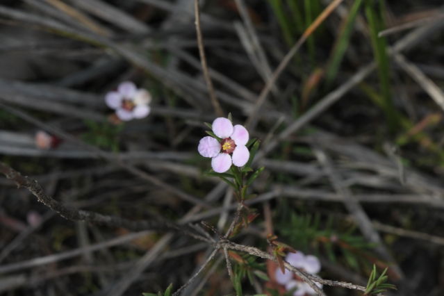 Euryomyrtus ramosissima