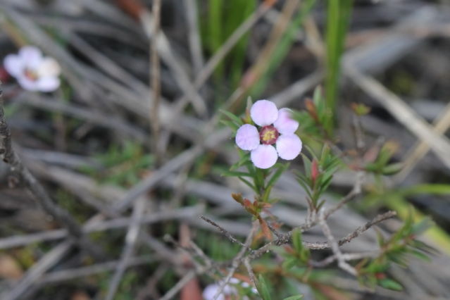 Euryomyrtus ramosissima