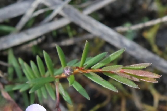 Euryomyrtus ramosissima