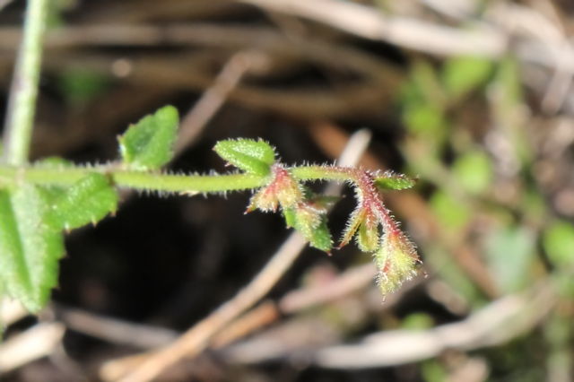 Gonocarpus teucrioides