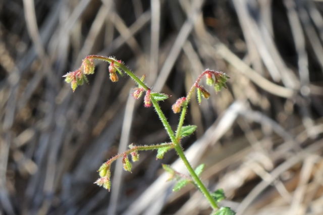Gonocarpus teucrioides