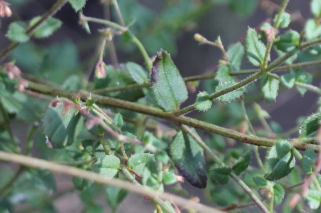 Gonocarpus teucrioides