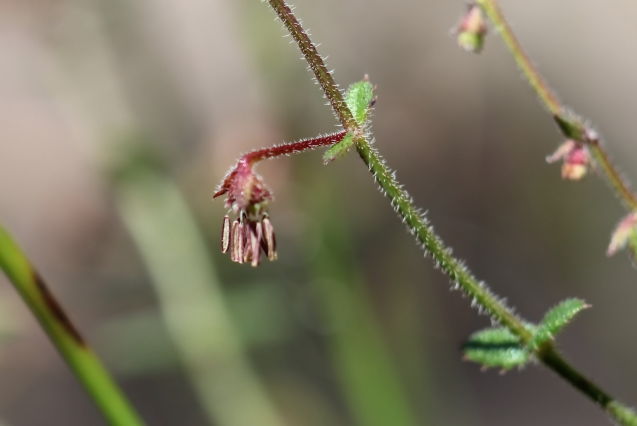 Gonocarpus teucrioides