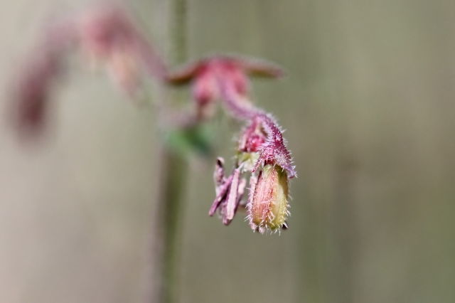 Gonocarpus teucrioides