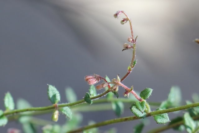 Gonocarpus teucrioides