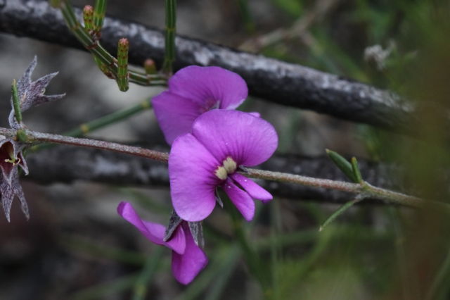 Mirbelia speciosa