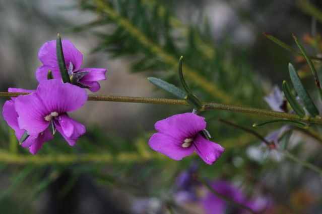 Mirbelia speciosa