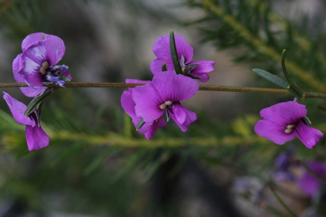 Mirbelia speciosa