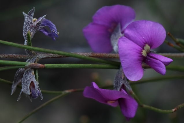 Mirbelia speciosa