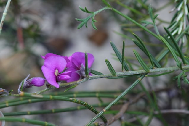 Mirbelia speciosa