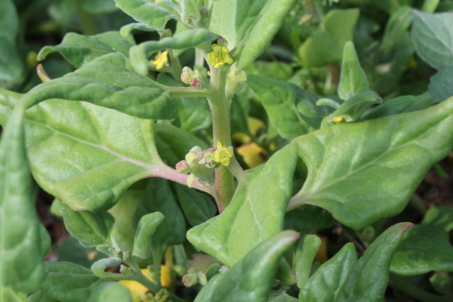 Tetragonia tetragonioides