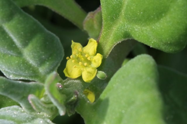 Tetragonia tetragonioides