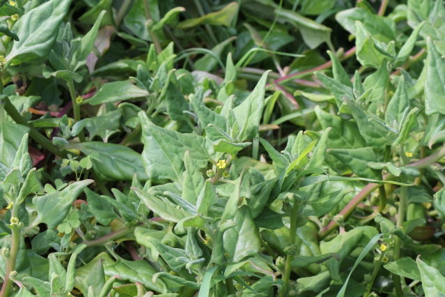 Tetragonia tetragonioides