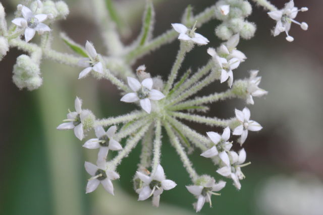 Astrotricha floccosa