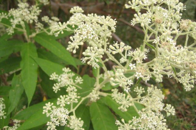 Astrotricha floccosa