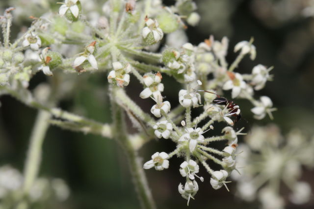 Astrotricha floccosa