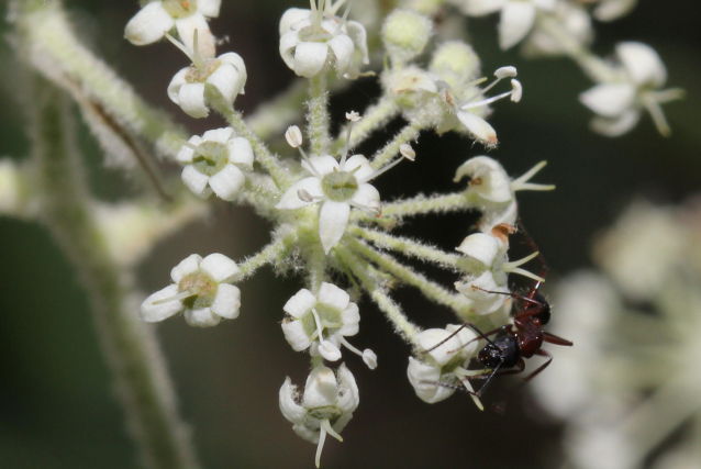 Astrotricha floccosa