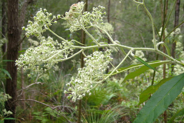 Astrotricha floccosa