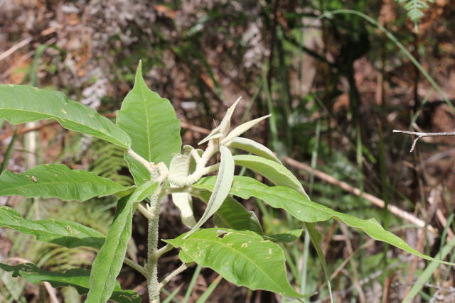Astrotricha floccosa