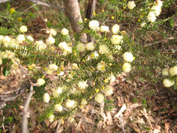 Acacia ulicifolia