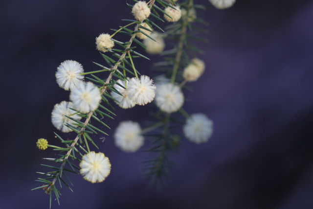 Acacia ulicifolia