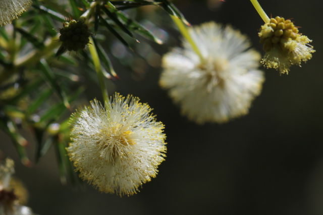 Acacia ulicifolia