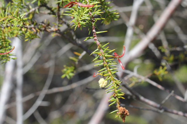 Acacia ulicifolia