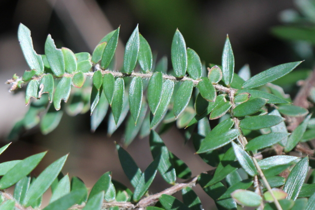 Acrotriche divaricata