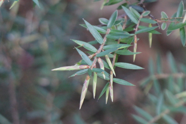 Acrotriche divaricata