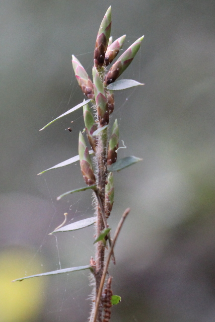 Acrotriche divaricata