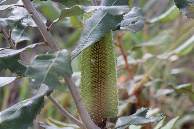 Banksia robur